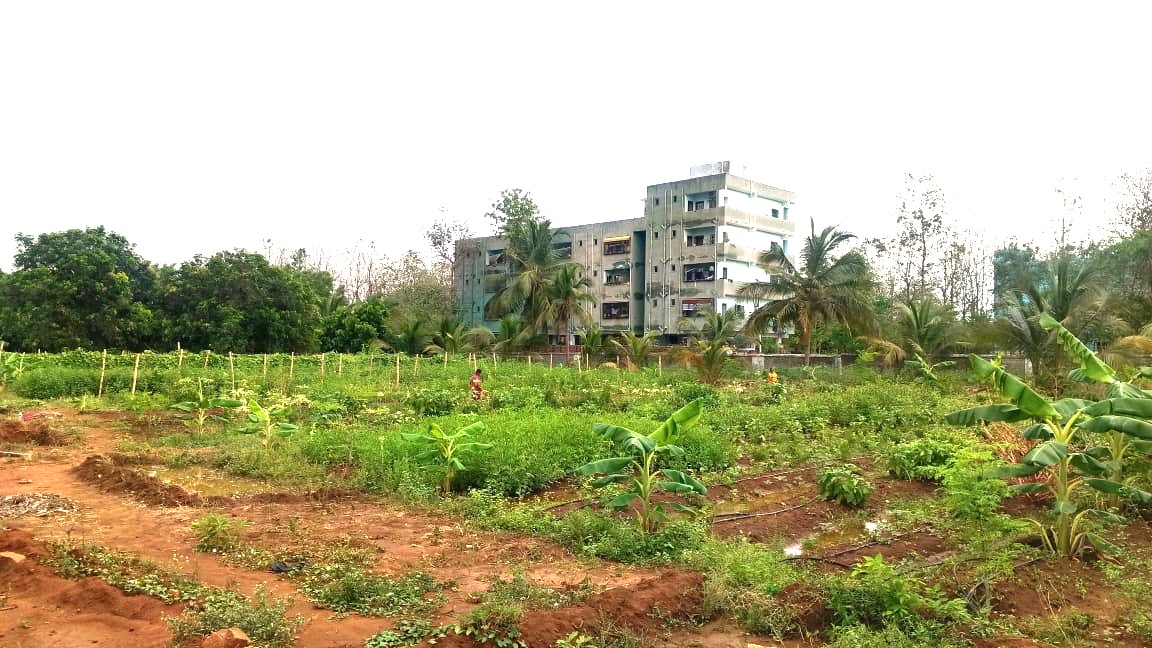 Organic in-house cultivation (more than 10 varieties in 2 acres for hostels & college canteen)